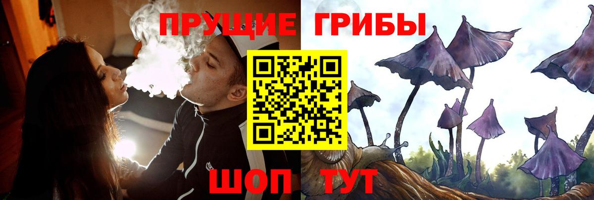 Псилоцибиновые грибы Psilocybe Чистополь